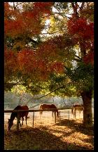 Pack contre la Gale de boue pour 2 chevaux