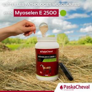 Myoselen pour des chevaux avec une belle musculature 